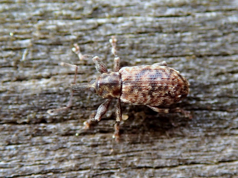 Dorytomus sp. (Curculionidae)